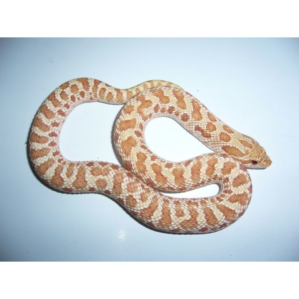 画像1: セイブシシバナヘビ（タフィー）
