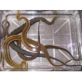 画像1: ヒゲミズヘビ (1)