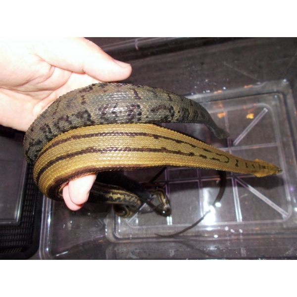 画像2: ヒゲミズヘビ