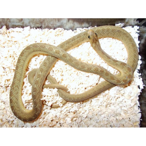 画像1: ガンスタマゴヘビ