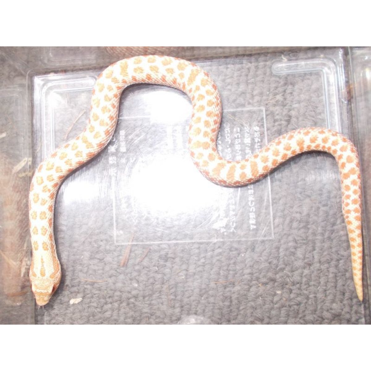 画像1: セイブシシバナヘビ（キャラメルアルビノ）オス