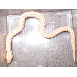 セイブシシバナヘビ（キャラメルアルビノ）オス