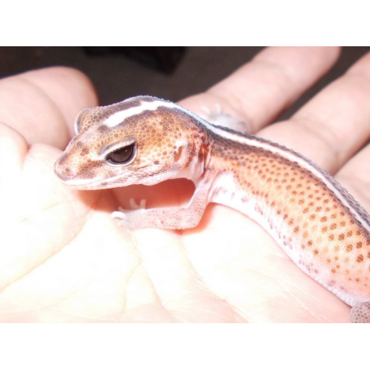 画像3: ニシアフリカトカゲモドキ（パターンレスストライプ）