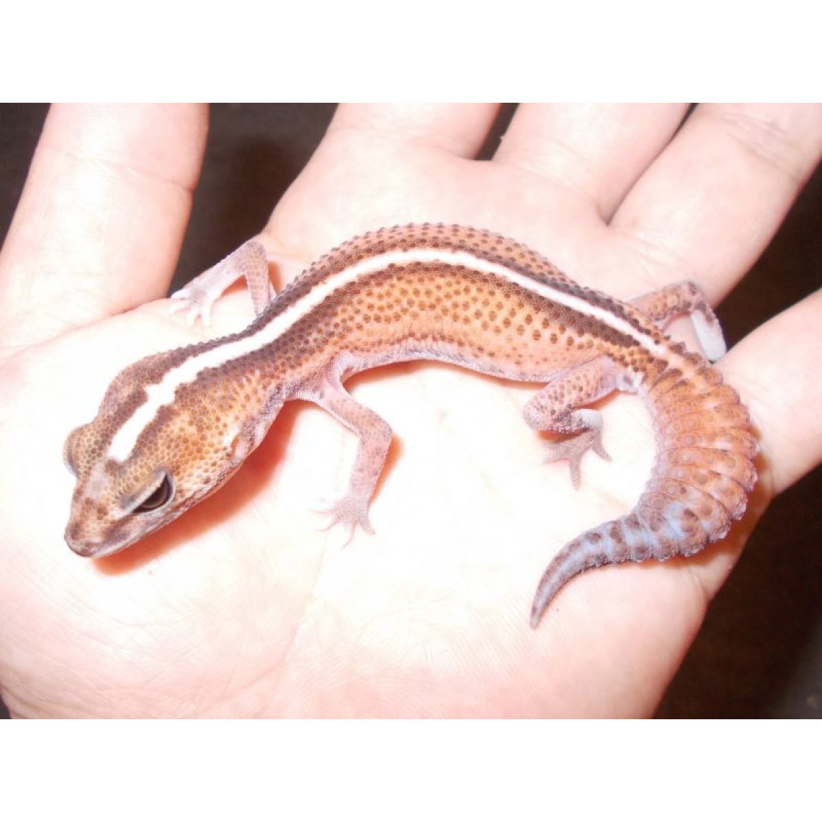 画像1: ニシアフリカトカゲモドキ（パターンレスストライプ）