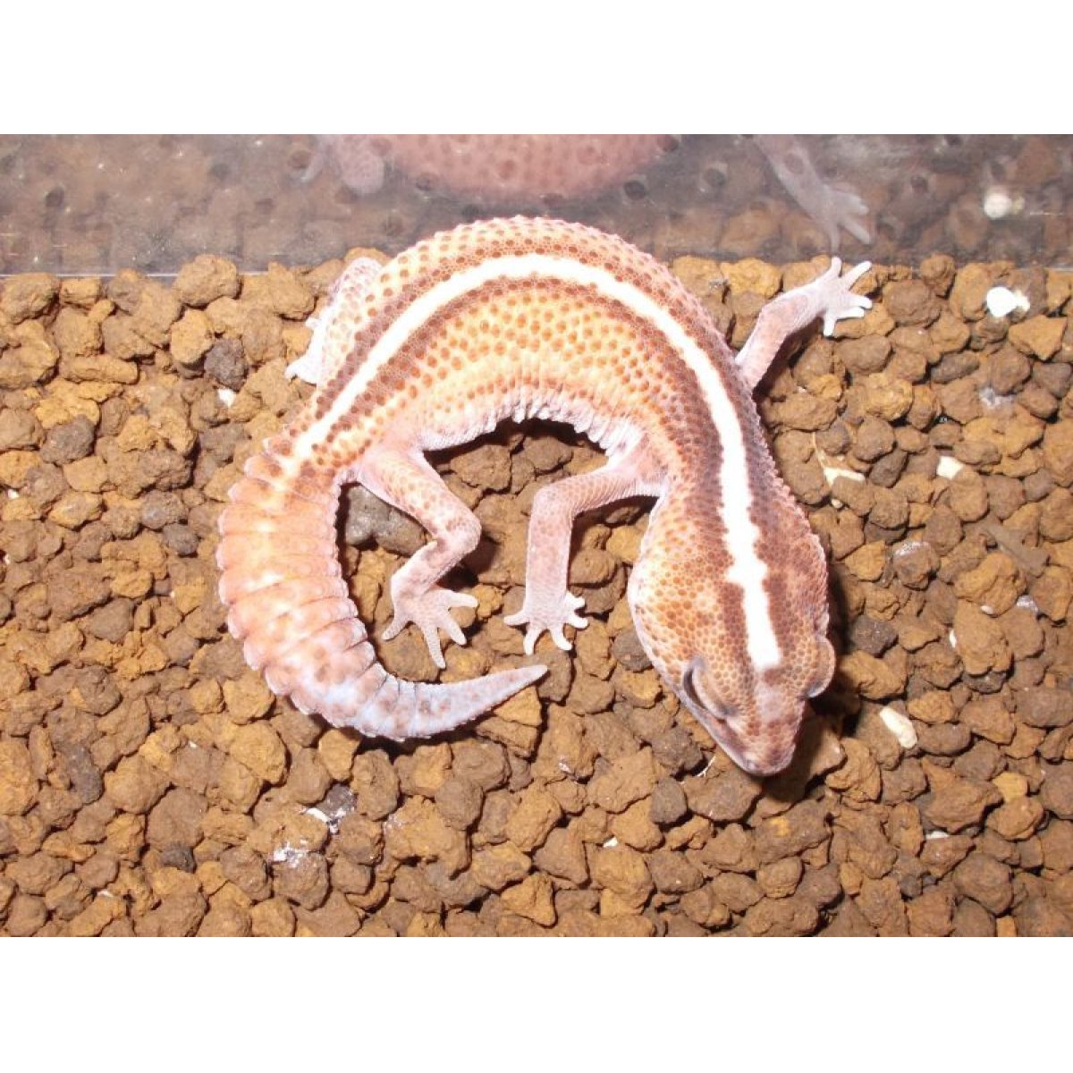 画像2: ニシアフリカトカゲモドキ（パターンレスストライプ）