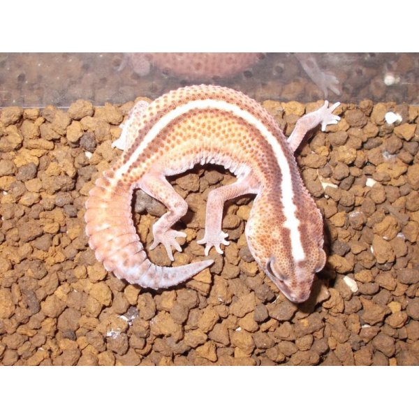 画像2: ニシアフリカトカゲモドキ（パターンレスストライプ）