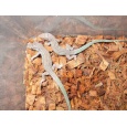 画像1: カメリアーナカベカナヘビ（C.B.） (1)