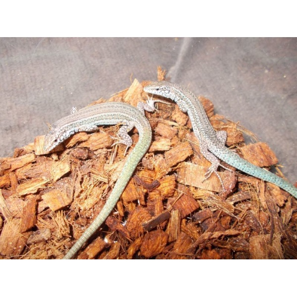 画像2: カメリアーナカベカナヘビ（C.B.）