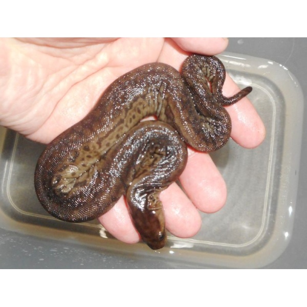 画像1: ジャワヤスリヘビ