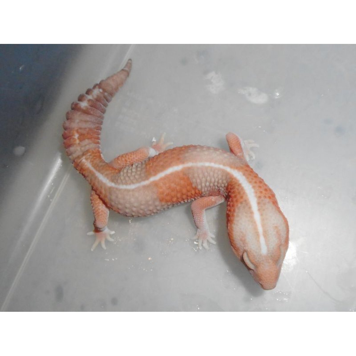 画像2: ニシアフリカトカゲモドキ（アルビノ）