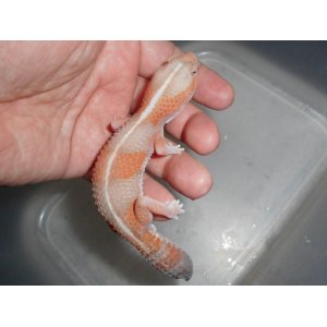 ニシアフリカトカゲモドキ（アルビノ）