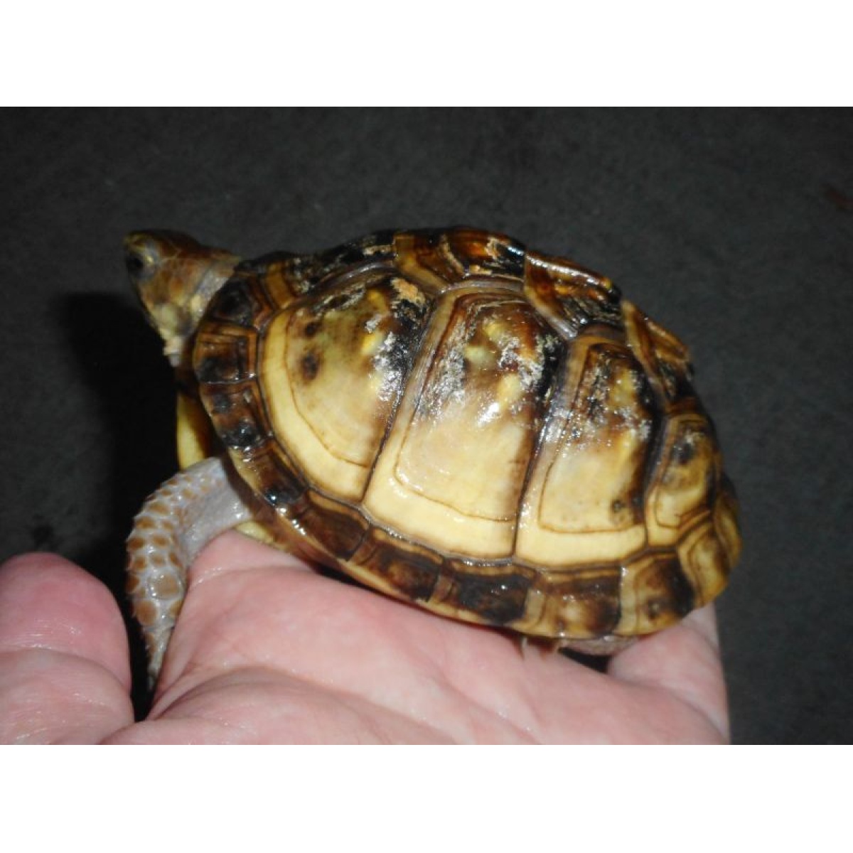 The Complete North American Box Turtle 亀 飼育 洋書 トウブハコガメ 