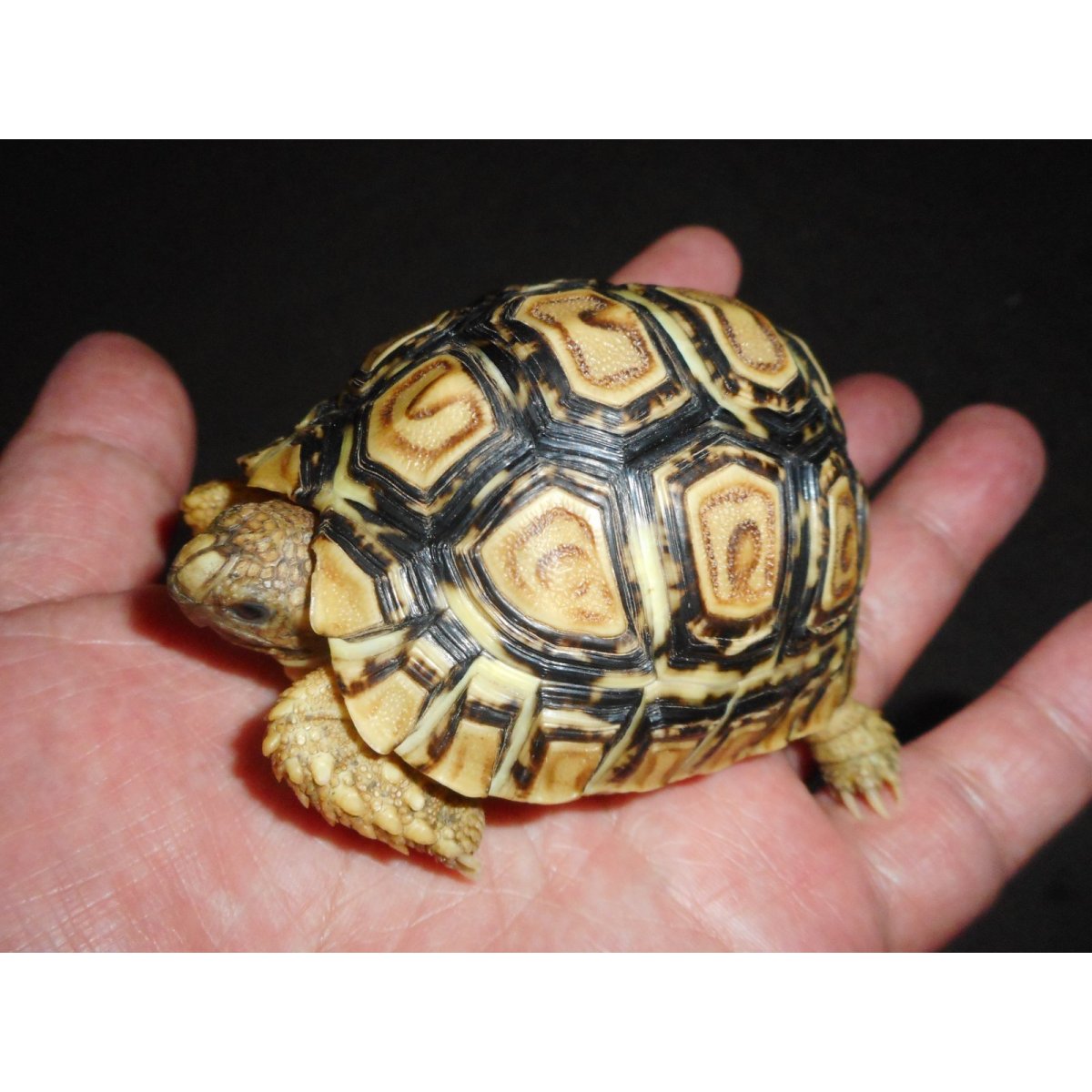画像1: ヒョウモンガメ