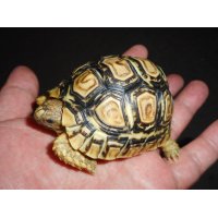 ヒョウモンガメ