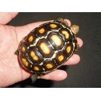 アカアシガメ（チェリーヘッド）