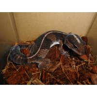ニシアフリカトカゲモドキ