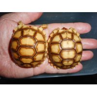 ケヅメリクガメ（S）