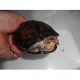 画像3: ホオアカドロガメ (3)