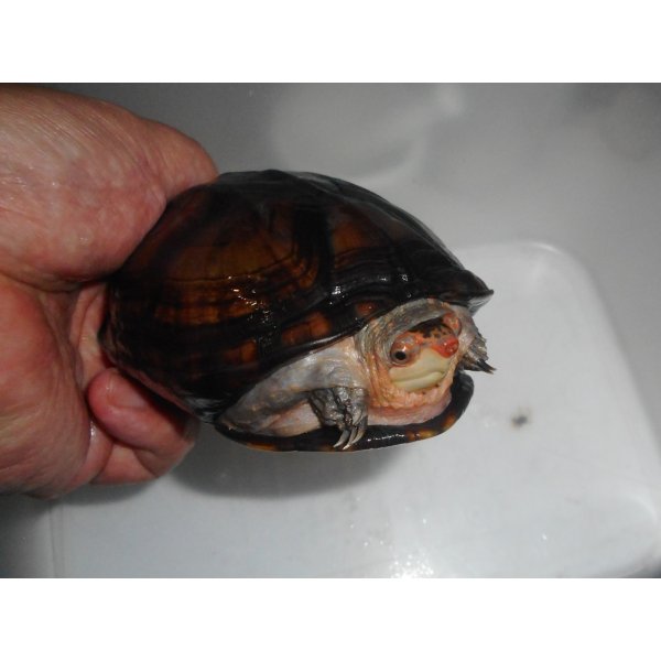 画像3: ホオアカドロガメ