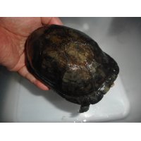 ゴツアシドロガメ（オス）