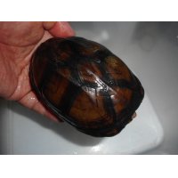 ホオアカドロガメ