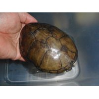 ゴツアシドロガメ（メス）