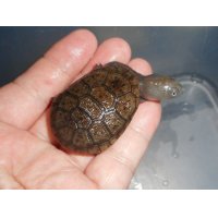 ジーベンロックナガクビガメ（S）