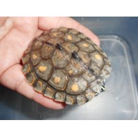 キマダラチズガメ（M）