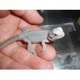 画像1: フトアゴヒゲトカゲ（ハイポゼロトランス） (1)