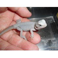 フトアゴヒゲトカゲ（ハイポゼロトランス）