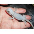 画像2: フトアゴヒゲトカゲ（ハイポゼロトランス） (2)