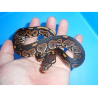 ボールパイソン（シナモン）
