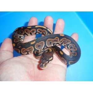 ボールパイソン（シナモン）