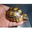 画像2: ヒョウモンガメ (2)