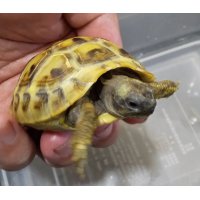 ヒガシヘルマンリクガメ（特別個体）