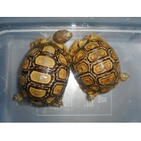 ヒョウモンガメ