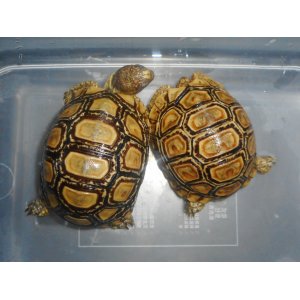 ヒョウモンガメ