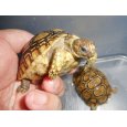 画像3: ヒョウモンガメ (3)