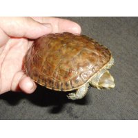 ギリシャイシガメ