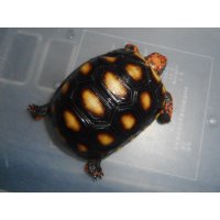 アカアシガメ（C.B.）