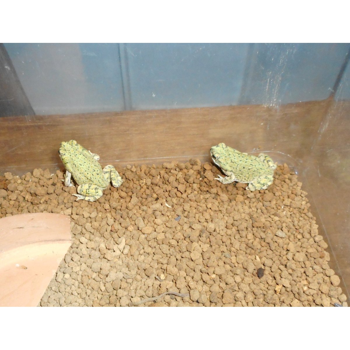 画像2: テキサスミドリヒキガエル