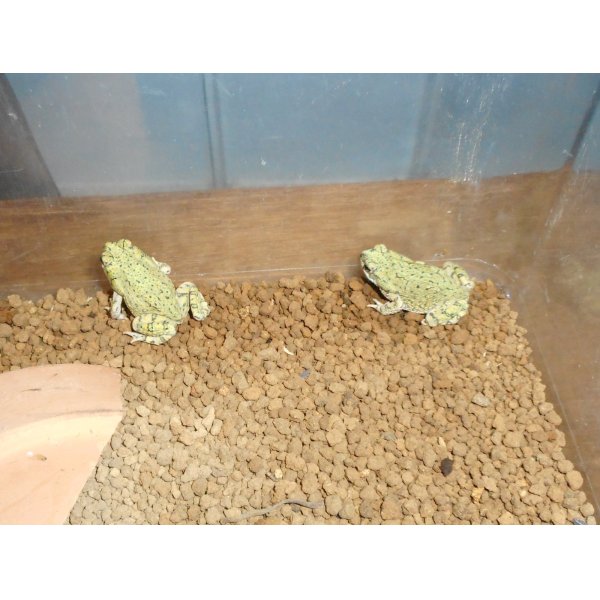 画像2: テキサスミドリヒキガエル