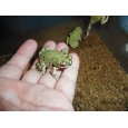 画像1: テキサスミドリヒキガエル (1)