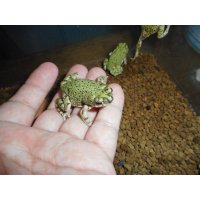 テキサスミドリヒキガエル