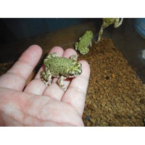 テキサスミドリヒキガエル