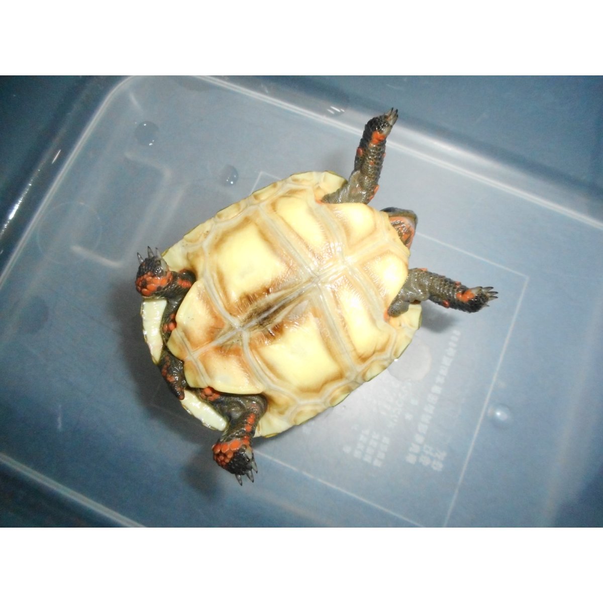 画像4: アカアシガメ（C.B.）