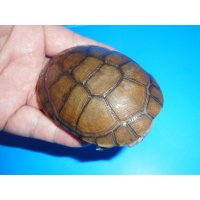 ヌマヨコクビガメ