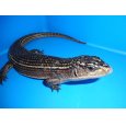 画像2: ニシオニプレートトカゲ（ＸＸＬ） (2)