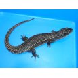 画像1: ニシオニプレートトカゲ（ＸＸＬ） (1)