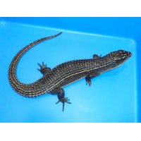 ニシオニプレートトカゲ（ＸＸＬ）